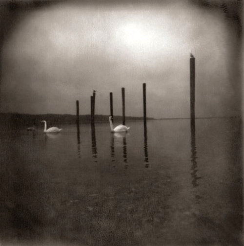 Pochette de Conference Of The Birds