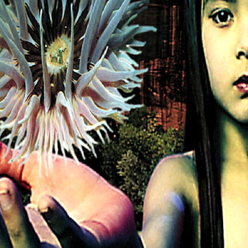 Pochette de Lifeforms