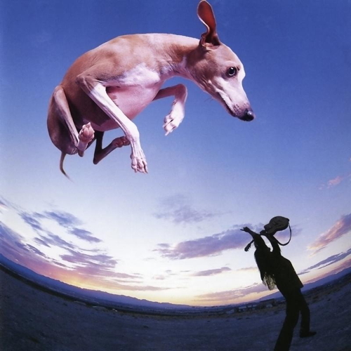 Pochette de Flying Dog