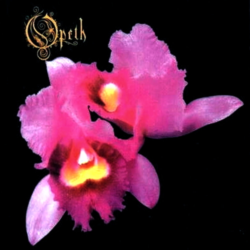 Orchid