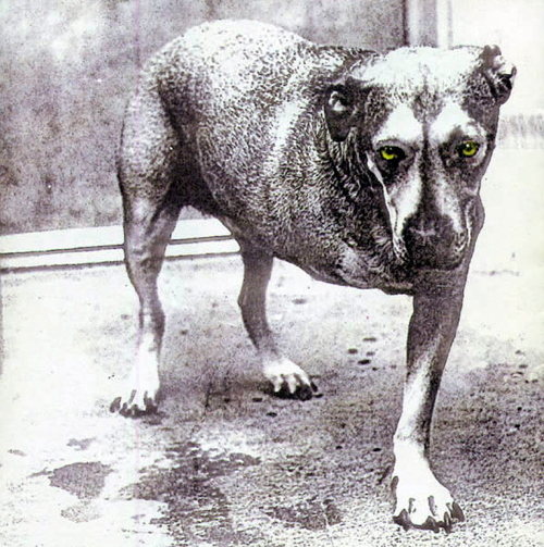Pochette de Alice In Chains