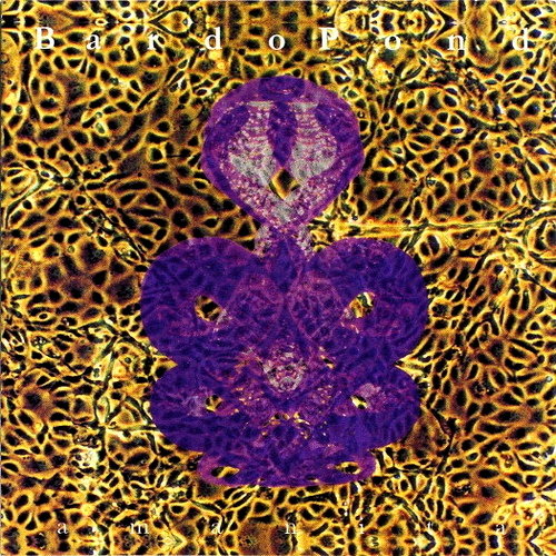 Pochette de Amanita