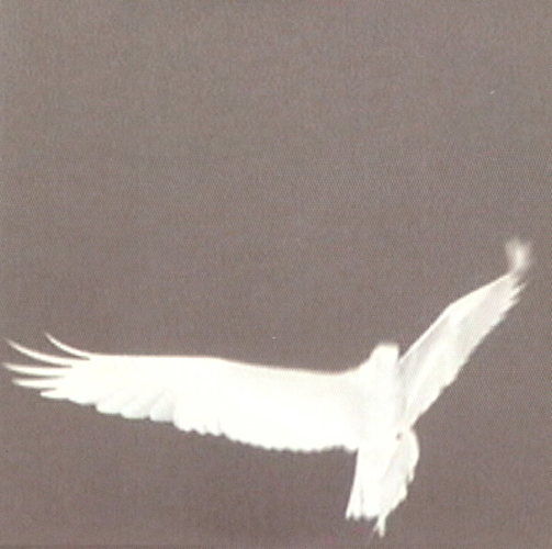 Pochette de Adrop