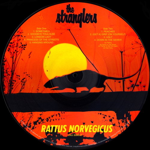 Rattus Norvegicus