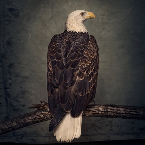 Pochette de Book Of Bad Decisions