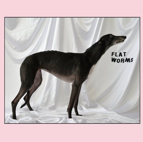 Pochette de Flat Worms