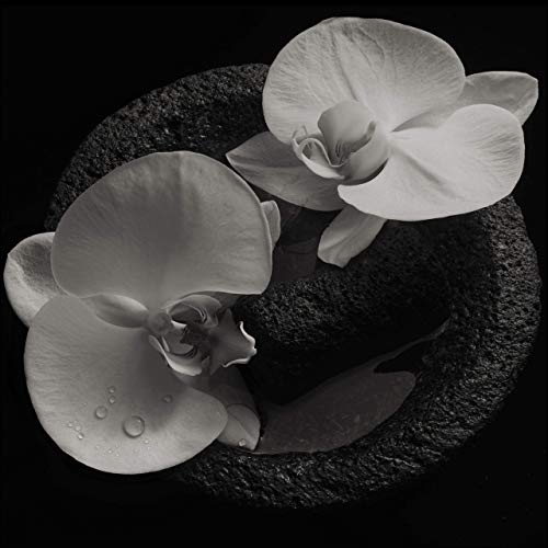 Pochette de Corpse Flower